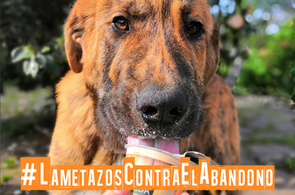 Lametazos contra el abandono
